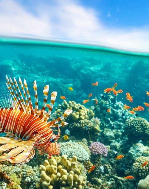 Sea Trips & Islands